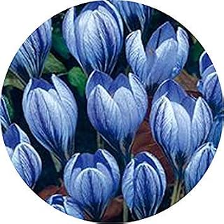 RIC 100pcs / Bag Bonsai Tulip Semi 20 Varieties Semi Rainbow Black Viola Yellow Blue Flower Del Tulipan Vase Plants: Only Seeds