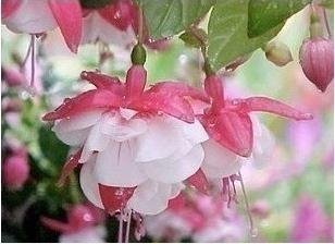 Sellify Color 16 : Generic Fuchsia Lanterns/Flower/Flower Seeds Indoor Balcony Living Room/Begonia Bell Pot Flower Seeds 10 Seeds-Color 16 (B0722NRY6V) Amazon Price History, Amazon Price Tracker