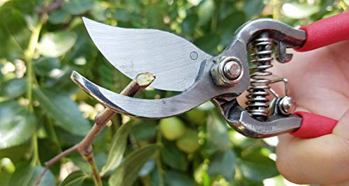 Elitexion Professional Heavy Duty Forged Bypass Pruning Shears, Garden Clippers, Hand Pruner Size 6 and 8 inches (Pack of 2)