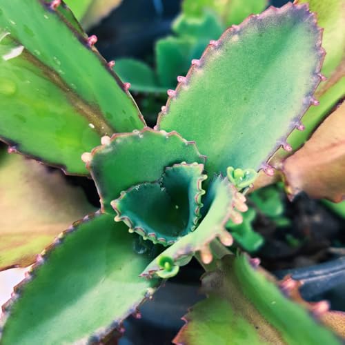 Mothers of Thousands Kalanchoe Live Plant 3 to 5 Inc