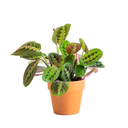 Urban Jungle Prayer Plant Maranta Red in 4-inch Premium Terra Cotta Pot (Live Plant) (Urban Jungle Red Maranta)