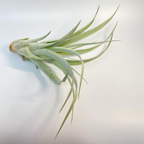 チランジア　シルバートーチ シルバートーチ① Silver Torch | クルール couleur