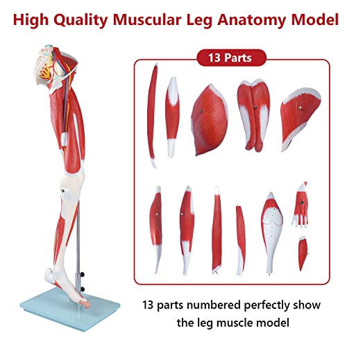 Image of breesky Human Anatomy Model Leg Muscle Model 13 Parts Life Size Leg Model Muscle Model Details Muscles, Arteries & Veins for Study Display Teaching Medical Model