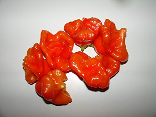 100pcs / Bolsa Verde Pepino Semillas largas Semillas de Pepino japonés en Bonsai Delicioso Vegetal y Semillas de la Fruta por casera de Las Semillas de Pepino Jardín