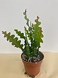 Rare Fishbone Cactus,Epiphyllum Anguliger RIC Rac Cactus,Zig Zag Cactus -5' Growers Pot