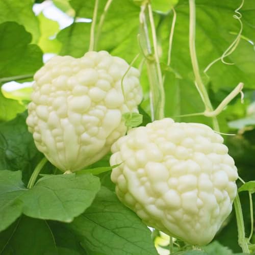 120 pezzi semi di melone amaro semi di ortaggi invernali giardino balcone resistenti