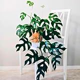 2 Rare Philodendron Live Plants Varieties Collection, Philodendrons Plants Size 5-9 Inc for Indoor Houseplant Décor, Ornamental Tropical Well-Rooted (Mini Monstera)