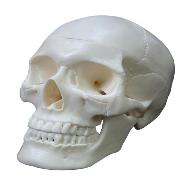 Modèle de squelette de tête d'anatomie humaine avec capuchon amovible