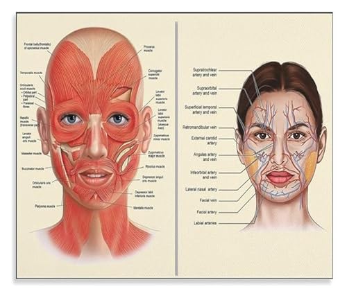 SSOPTMCB Vintage Facial Anatomy Poster for Training and Knowledge Wall-Art(Framed,16x24inch(40x60cm))