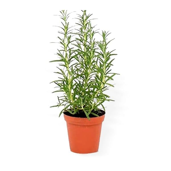 Rosemary live plant,Herbs and home kitchen medicine plant & spicy with black pot (B0D5HQB9LG) Amazon Price History, Amazon Price Tracker