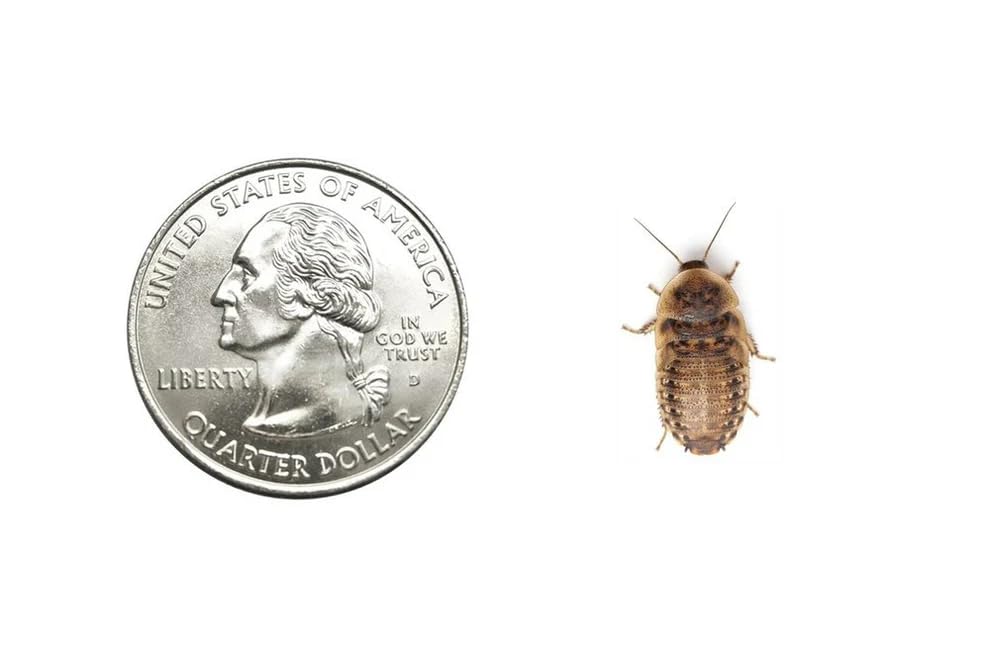 200 Medium 5/8 Inch Dubia Roaches Live Ideal for Amphibians & Invertebrates Nutritious & Easy to Keep Live Cockroaches Perfect for Reptiles Birds Rodents Fish and More