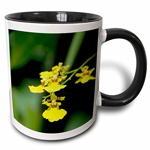 3dRose Singapore, Dancing Lady Orchid flower 11oz Two-Tone Black Mug
