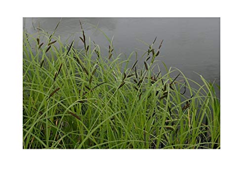 25 Carex Acuta Pond Plant marginal Early Bird Discount