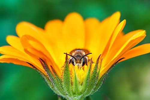 TOKINA TO 1 FIRIN 100 - vue 8