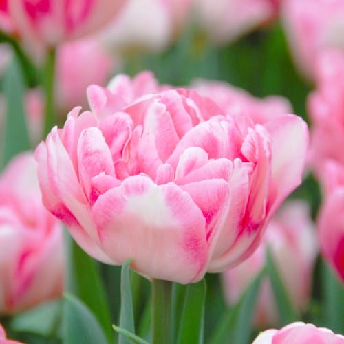 Votaniki Foxtrot Tulip Bulbs for Planting - Fragrant Blooms, Perennial Tulip, Peony Like Flowers | Tulipa Double Mid 'Foxtrot' Tulip - Easy to Grow (5 Pack)