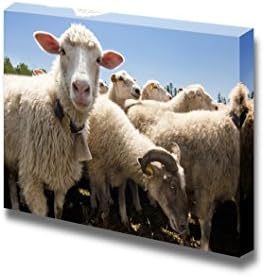 Canvas Prints Wall Art - Herd of Sheep on a Livestock Farm | Modern Wall Decor/Home Art Stretched Gallery Canvas Wrap Giclee Print & Ready to Hang - 24" x 36"