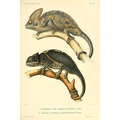Meishe Art Stampa Poster Camaleonti Rettili Vintage Illustrazione Animale Lucertola Scientifica Fauna Selvatica Disegno Storia Naturale Classroom Club Decorazione da Parete