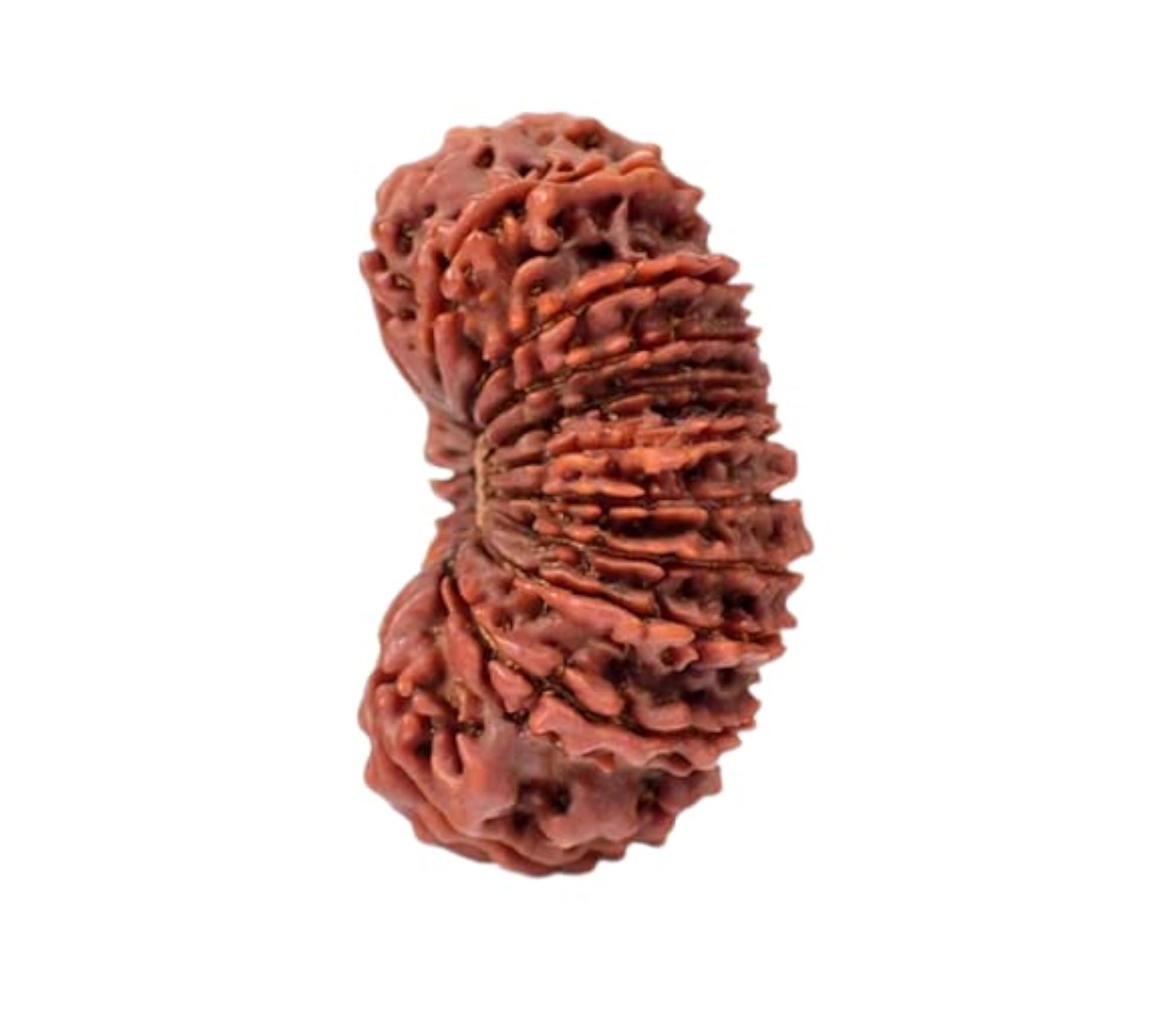 21 Mukhi Rudraksha with Silver Capping, Original Certified