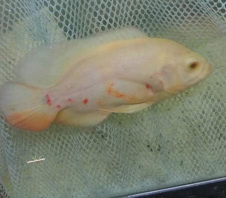 Albino Oscar- 6"""