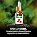 Salvia Carnation Oil Cosmetic Grade (30 ml / 1.01 fl oz) with dropper - Aromatic Floral Oil for Skin Hair & DIY Beauty Formulations