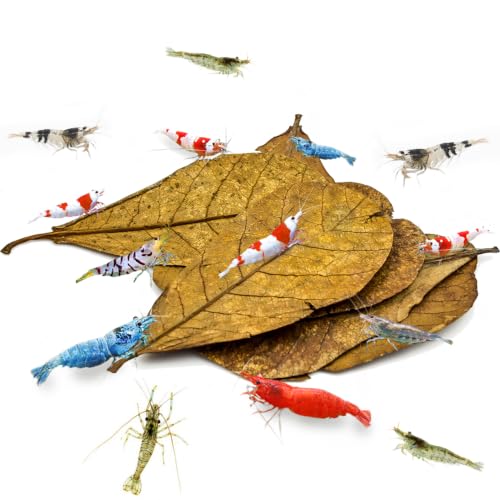 SunGrow 10 Pcs Catappa Indian Almond Leaves for...