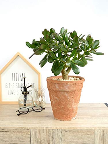 Amazon｜LAND PLANTS 観葉植物 金のなる木（花月） 茶色