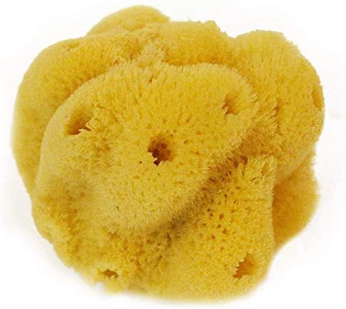 Sea Nature Natural Sea Sponge Brand 3.5-4 Inches Hard Type Ideal for Baby Bathing and Face Cleaning for Home Cleaning or Body Bath - Small but Strong Guaranteed