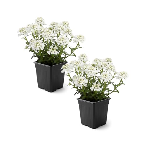 Live Iberis Candytuft 2-Pack – White Shadow – Evergreen Groundcover