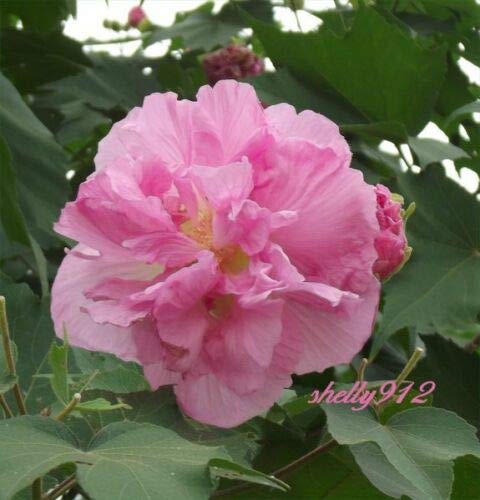 Buy Double Pink Confederate Rose Hibiscus Mutabilis 40 Fresh Seeds Cotton Tree Online At Desertcart Bahamas