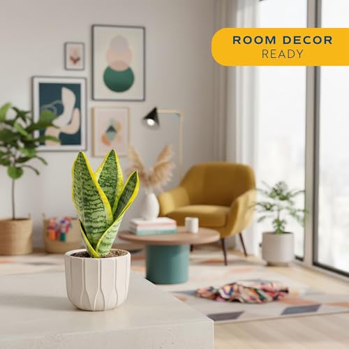 Image of Costa Farms Snake Plant Live Houseplant, Sansevieria in 4-Inch Decor Pot, Live Indoor Plant for Low Light, Easy Care Succulent for Plant Shelf, Home Decor & Office Desk, 8-12 Inches Tall