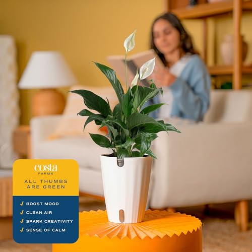 Image of Costa Farms Peace Lily Live Plant in Decorative Pot, Air Purifying Flowering Indoor Houseplant, Perfect for Home, Room, or Office Decor, Great House Warming or Birthday Gift, 14-24 Inches Tall