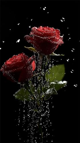 Quxaoqiao DIY 5D Adultos Diamante Pintura Arts Taladro Completo Kits Diamond Painting Agua De Rosas Rojas Cubierta De Rocío Imagen Pintura Para Decoración Pared Hogar Taladro Cuadrado 45x80cm AD2604