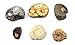 Ammonite, Nautilus & Goniatite Fossil Lot (6 Pieces) -17046