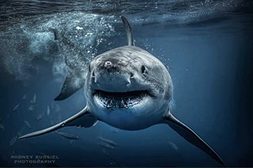 Beyond Jaws: Every week is Shark Week with our guest James Moskito