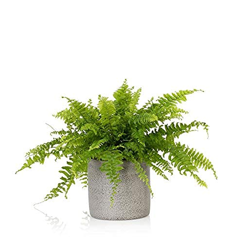 EdensField Boston Fern Live Natural Plant(Pot Included)