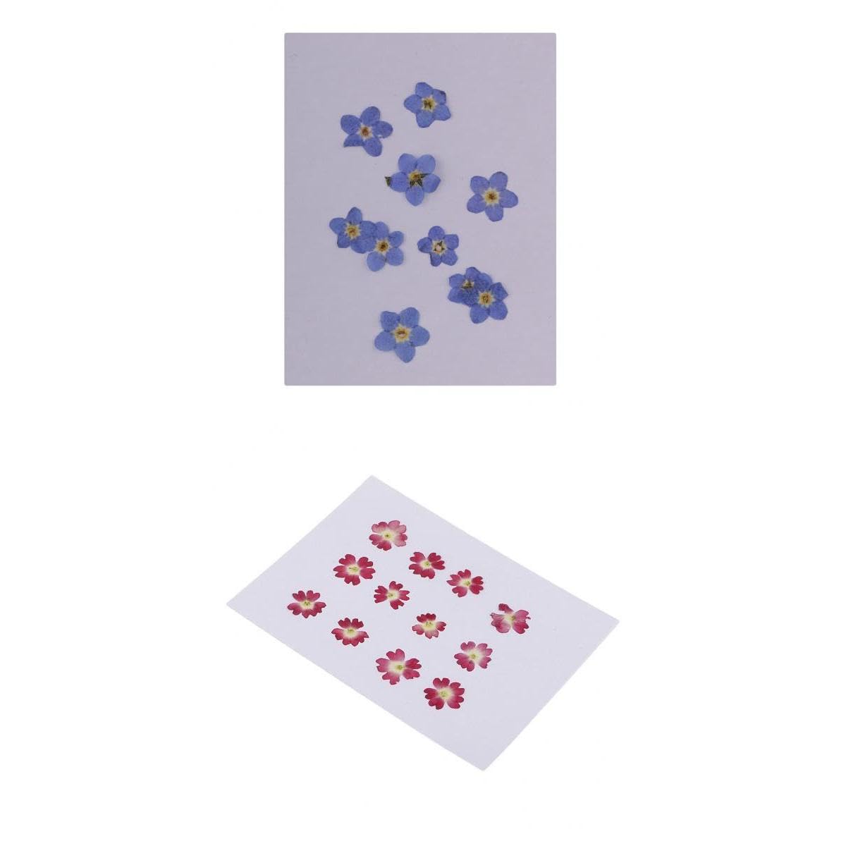 CALANDIS™ 22 Pieces Forget-me-not Verbena Real Pressed Dried Flowers for Nail Art | Dried Flowers | Dried Botanicals & Potpourri | Floral Crafts | Home Arts & Crafts-image-5