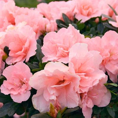 New 100pcs Rhododendron Flower Seeds for Gardening Light Pink