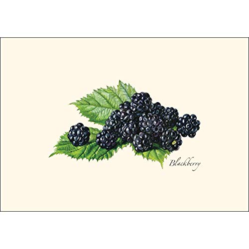 Image of Earth Sky + Water - Berry Assortment II Notecard Set - 8 Blank Cards with Envelopes (4 each of 2 styles)