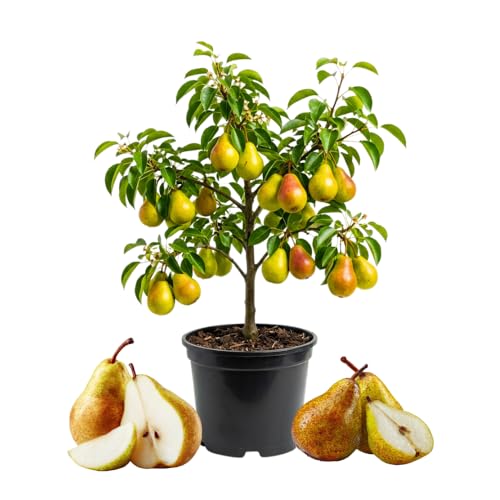 Pear Tree Live Plant Pear Plant Live 10-18 Inc Tall Sweet Fruit Tree for Patio or Indoor Outdoor Garden