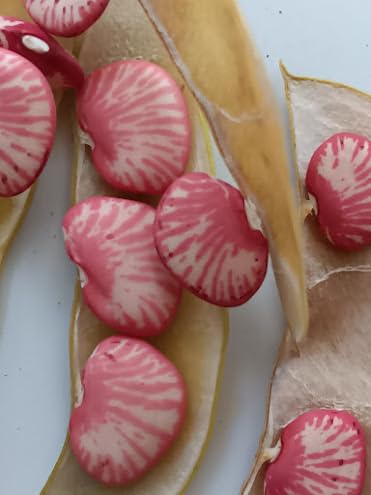 FAGIOLO LIMA PINK ZEBRA