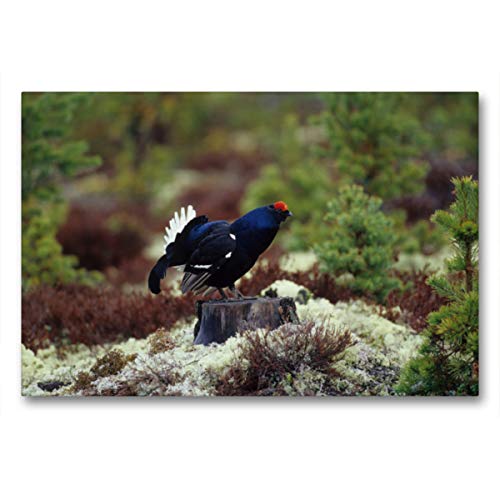 Preisvergleich Produktbild CALVENDO Birkhuhn