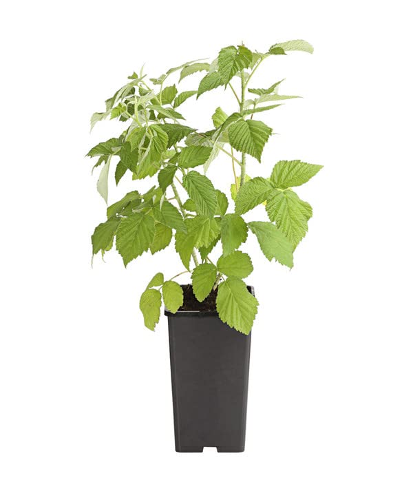 Fruto del Bosque - Planta de la Frambuesa - Haz Crecer Frambuesas en el Hogar