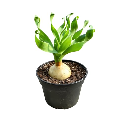 Albuca concordiana – Rare Spiral Albuca Bulb – Unique Curly Leaf Succulent – Easy Care Indoor/Outdoor Plant – One Bulb/Plant Only – Grown from California-Based Nursery – by 1am Succulents