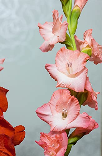 Bulbi di gladioli, bellissimi fiori per fiori recisi e piantagioni di giardini.Gladioli