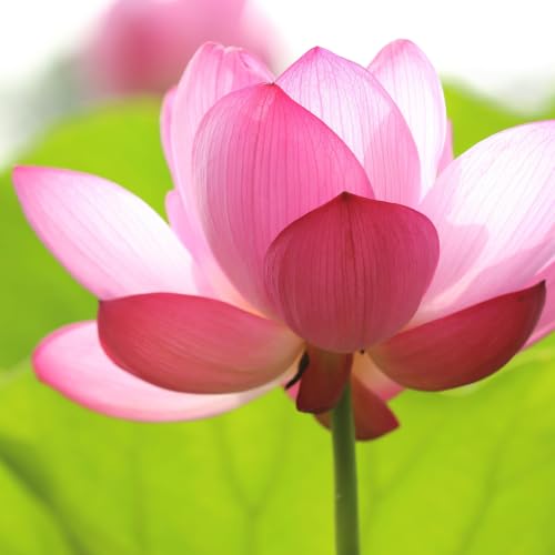 🍀Blue Rose Wellbeing Secret blog🍀 【はてなブログ】公開しました。