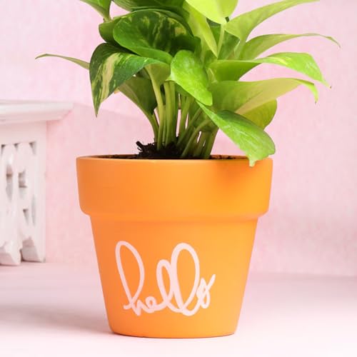 Image of FlowerAura Live Indoor Money Plant In Hello Terracotta (Mitti) Pot For Gifting, Living Room, Balcony, Table Decor, Office & Home Decor | Air-Purifying Indoor Greenery (Same Day Delivery)