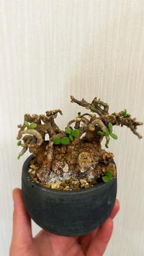 塊根植物 グラキリス」の人気商品一覧 | 安い商品を通販サイトから探す