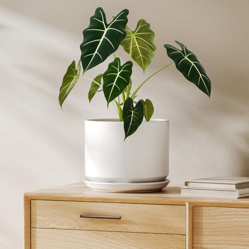 LE TAUCI Maceta de Cerámica de 20 cm con Plato Integrado y Agujero de Drenaje, Macetero Moderno y Minimalista para Plantas de Interior, Blanco