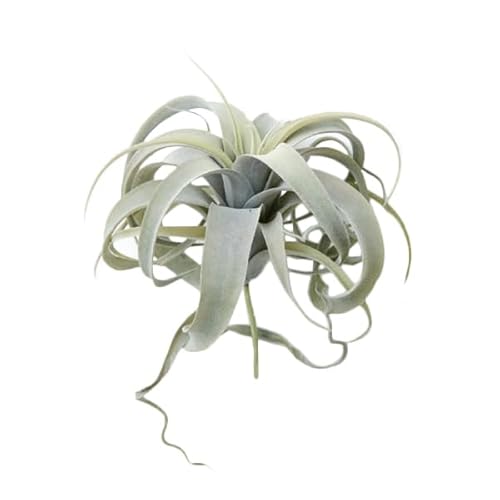 観葉植物 キセログラフィカ」の人気商品一覧 | 安い商品を通販
