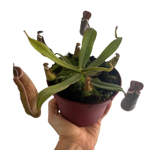 Planta Carnívora Nepenthes, Planta Exótica de Interior y Exterior, Colección de Plantas Raras con Jarras